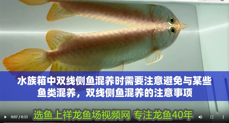 水族箱中雙線側魚混養時需要注意避免與某些魚類混養，雙線側魚混養的注意事項