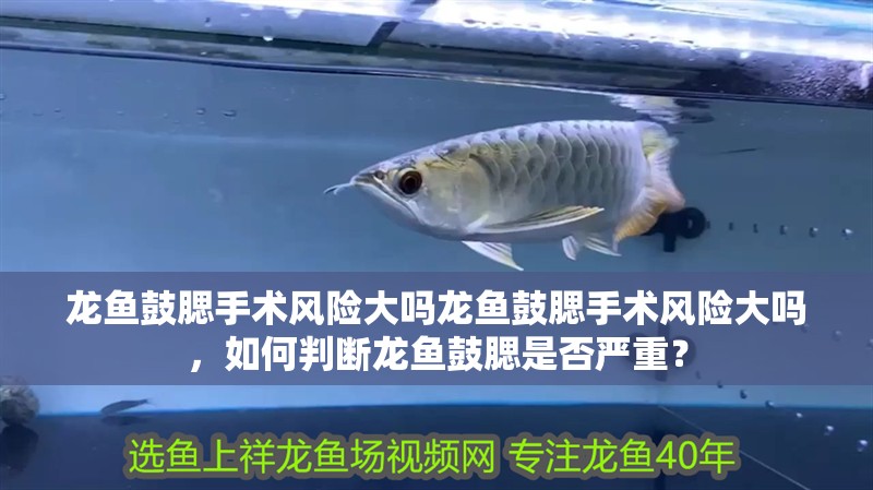 龍魚鼓腮手術風險大嗎龍魚鼓腮手術風險大嗎，如何判斷龍魚鼓腮是否嚴重？