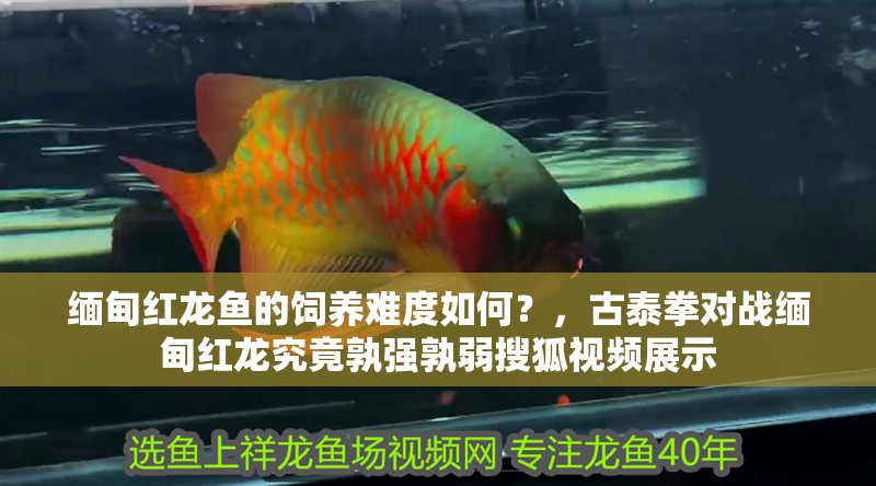 緬甸紅龍魚的飼養難度如何？，古泰拳對戰緬甸紅龍究竟孰強孰弱搜狐視頻展示