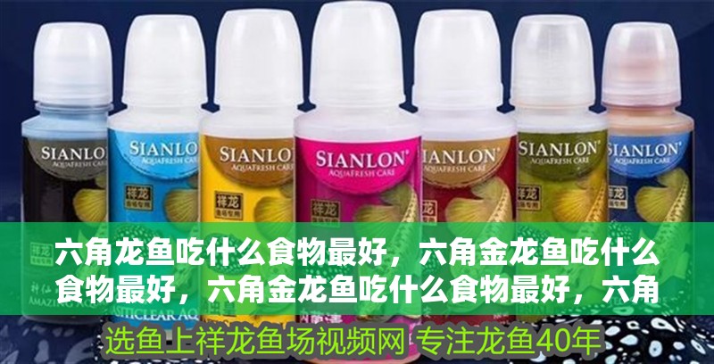 六角龍魚吃什么食物最好，六角金龍魚吃什么食物最好，六角金龍魚吃什么食物最好，六角龍魚吃什么食物最好