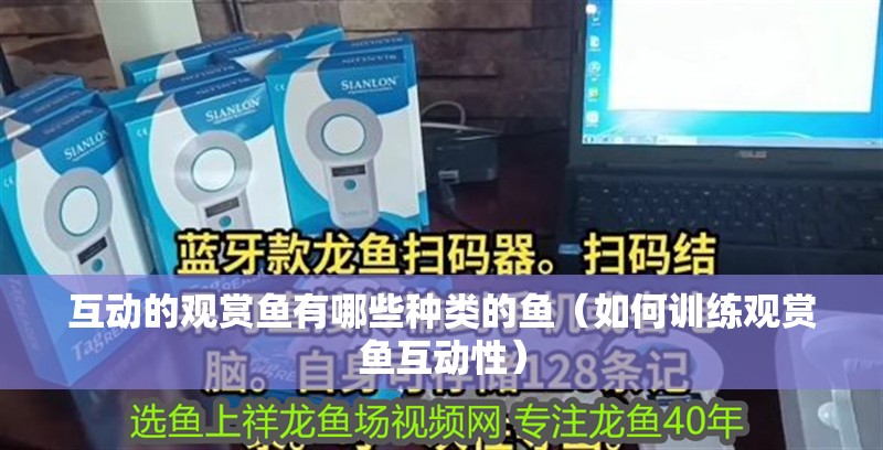 互動的觀賞魚有哪些種類的魚（如何訓練觀賞魚互動性）