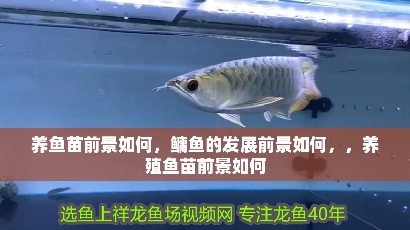 養魚苗前景如何，鳙魚的發展前景如何，，養殖魚苗前景如何