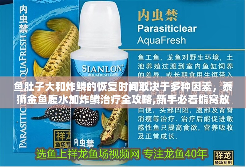 魚肚子大和炸鱗的恢復時間取決于多種因素，泰獅金魚腹水加炸鱗治療全攻略,新手必看熊窩放映