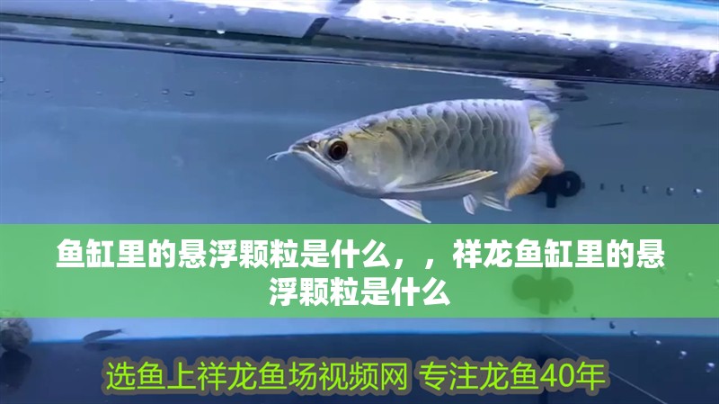 魚缸里的懸浮顆粒是什么，，祥龍魚缸里的懸浮顆粒是什么