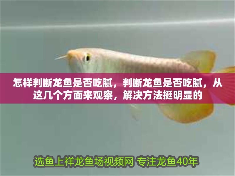 怎樣判斷龍魚是否吃膩，判斷龍魚是否吃膩，從這幾個方面來觀察，解決方法挺明顯的