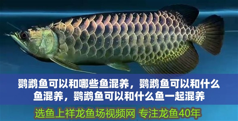 鸚鵡魚可以和哪些魚混養，鸚鵡魚可以和什么魚混養，鸚鵡魚可以和什么魚一起混養