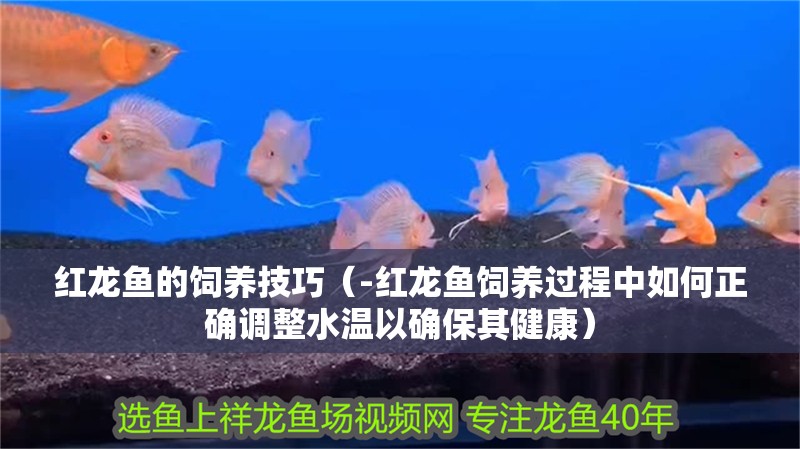 紅龍魚的飼養(yǎng)技巧（-紅龍魚飼養(yǎng)過程中如何正確調(diào)整水溫以確保其健康）