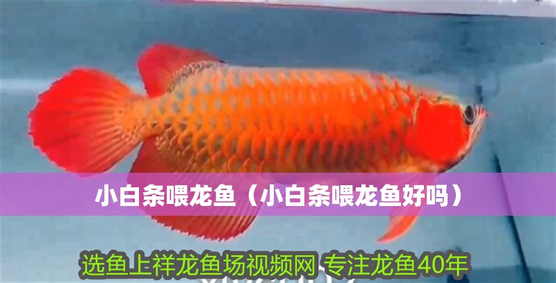 小白條喂龍魚(yú)(小白條喂龍魚(yú)好嗎) 觀賞魚(yú)百科 第2張 小白條喂龍魚(yú)(小白條喂龍魚(yú)好嗎) 小白條喂龍魚(yú)(小白條喂龍魚(yú)好嗎) 觀賞魚(yú)百科 第2張