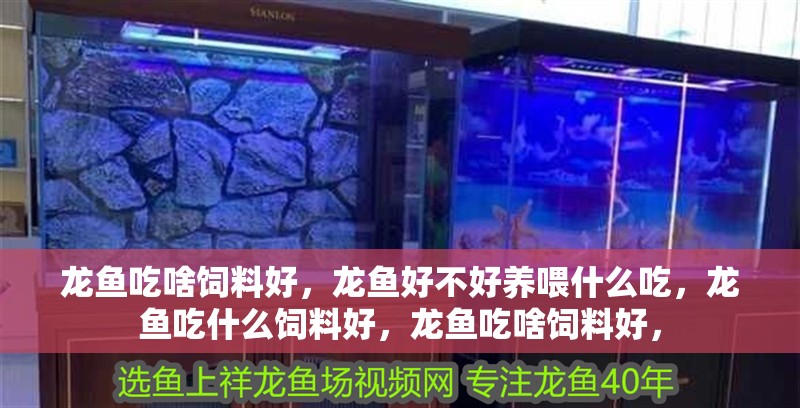 龍魚吃啥飼料好，龍魚好不好養喂什么吃，龍魚吃什么飼料好，龍魚吃啥飼料好，