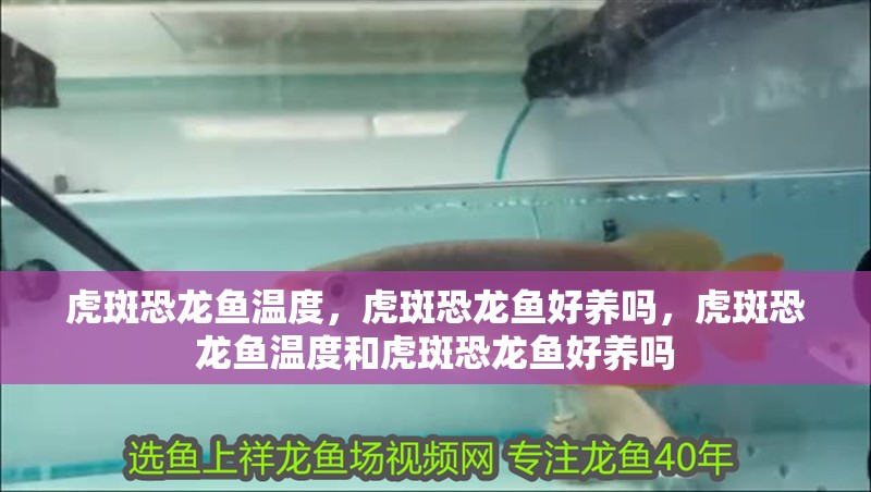 虎斑恐龍魚溫度，虎斑恐龍魚好養嗎，虎斑恐龍魚溫度和虎斑恐龍魚好養嗎