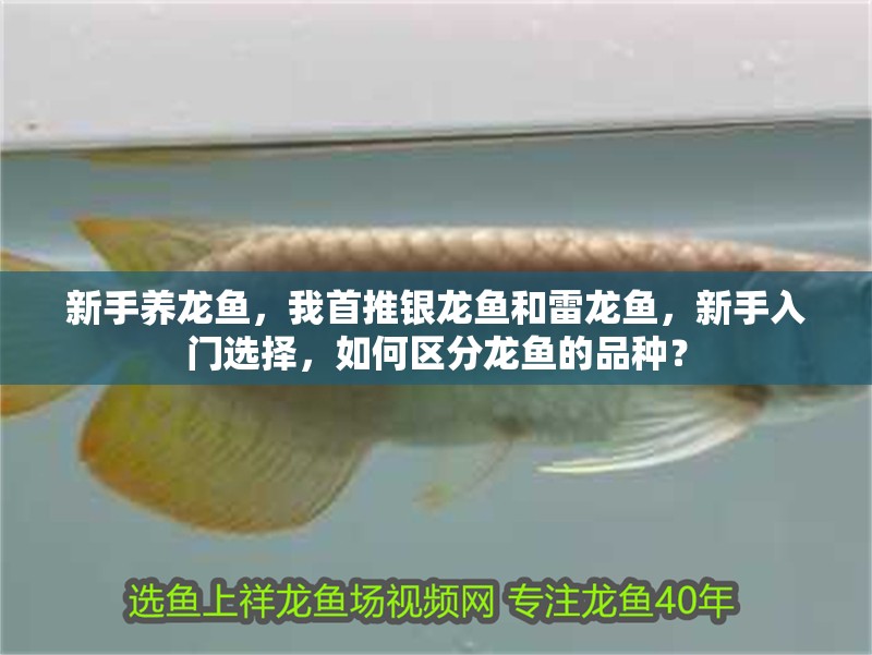 新手養龍魚，我首推銀龍魚和雷龍魚，新手入門選擇，如何區分龍魚的品種？