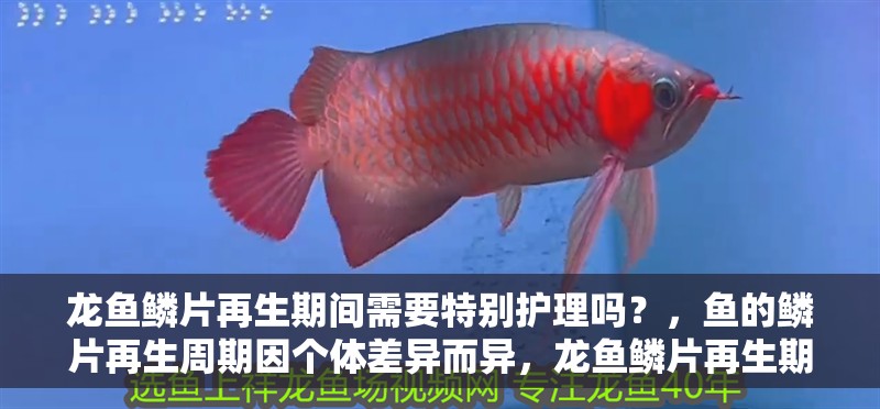 龍魚鱗片再生期間需要特別護理嗎？，魚的鱗片再生周期因個體差異而異，龍魚鱗片再生期間需要特別護理嗎