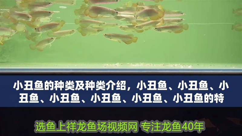 小丑魚的種類及種類介紹，小丑魚、小丑魚、小丑魚、小丑魚、小丑魚、小丑魚、小丑魚的特點