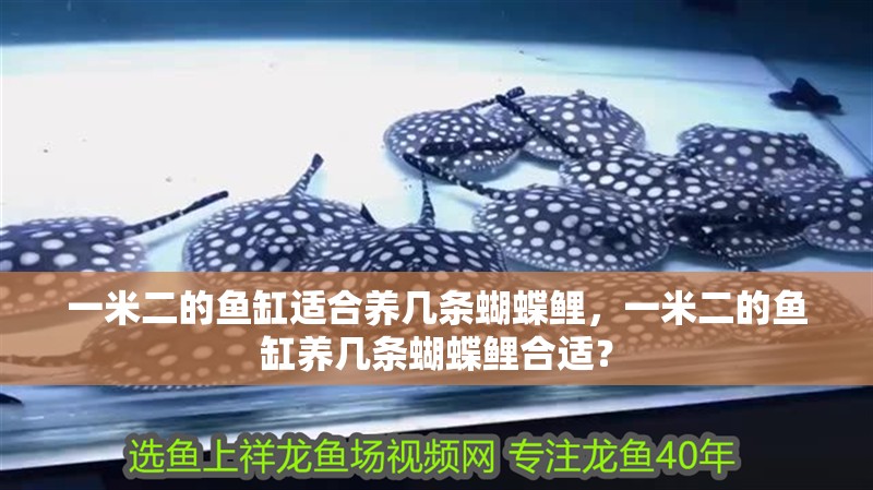 一米二的魚缸適合養(yǎng)幾條蝴蝶鯉，一米二的魚缸養(yǎng)幾條蝴蝶鯉合適？