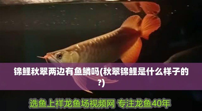 錦鯉秋翠兩邊有魚鱗嗎(秋翠錦鯉是什么樣子的?)