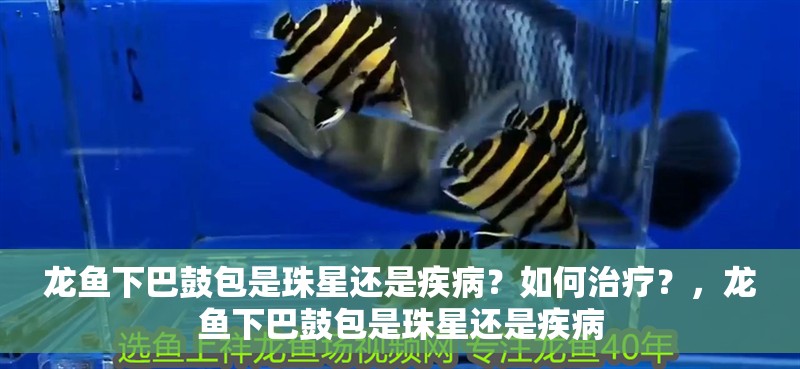 龍魚下巴鼓包是珠星還是疾病？如何治療？，龍魚下巴鼓包是珠星還是疾病