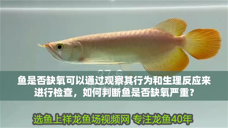 魚是否缺氧可以通過觀察其行為和生理反應來進行檢查，如何判斷魚是否缺氧嚴重？