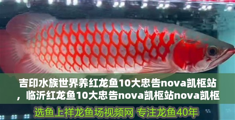 吉印水族世界養紅龍魚10大忠告nova凱樞站，臨沂紅龍魚10大忠告nova凱樞站nova凱樞站