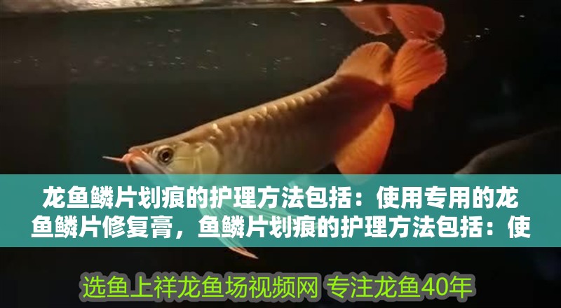 龍魚鱗片劃痕的護理方法包括：使用專用的龍魚鱗片修復膏，魚鱗片劃痕的護理方法包括：使用專用的龍魚鱗片修復膏
