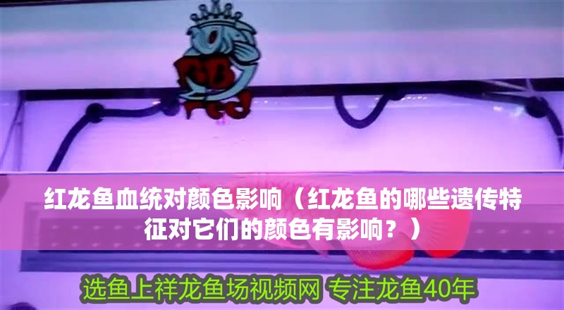 紅龍魚血統(tǒng)對(duì)顏色影響（紅龍魚的哪些遺傳特征對(duì)它們的顏色有影響？） 紅龍魚血統(tǒng)對(duì)顏色影響（紅龍魚的哪些遺傳特征對(duì)它們的顏色有影響？） 觀賞魚百科 第2張