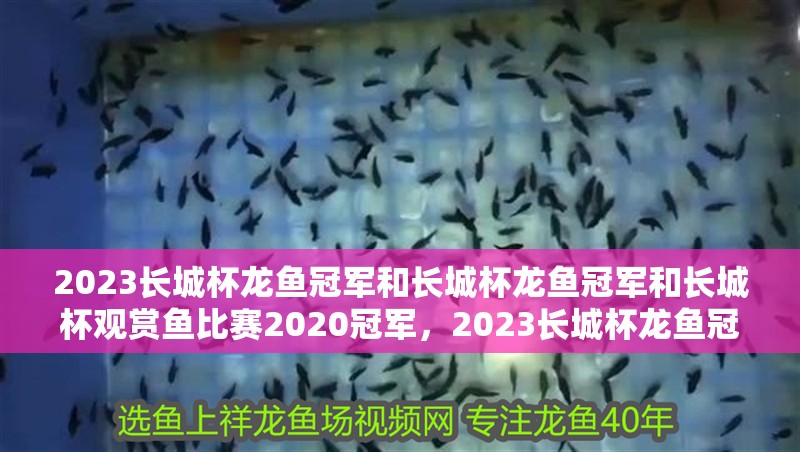2023長城杯龍魚冠軍和長城杯龍魚冠軍和長城杯觀賞魚比賽2020冠軍，2023長城杯龍魚冠軍和長城杯觀賞魚比賽2020冠軍介紹