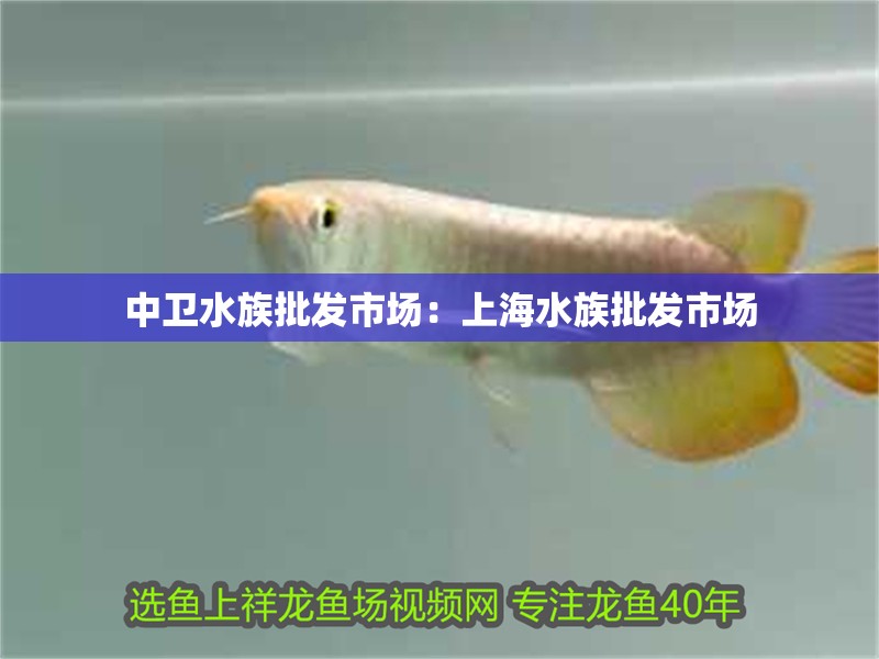 中衛水族批發市場：<strong><mark>上海</mark></strong>水族批發市場