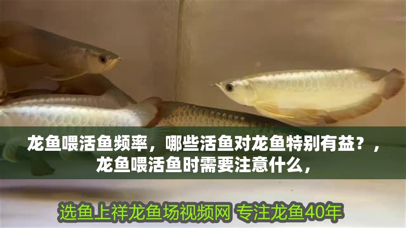 龍魚喂活魚頻率，哪些活魚對龍魚特別有益？，龍魚喂活魚時需要注意什么，