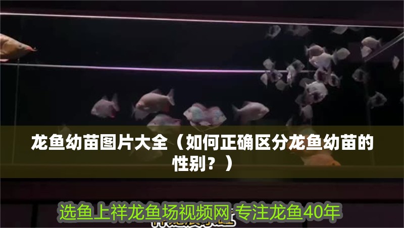 龍魚幼苗圖片大全（如何正確區(qū)分龍魚幼苗的性別？）