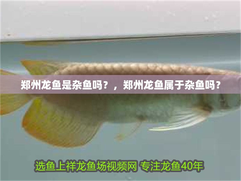 鄭州龍魚是雜魚嗎？，鄭州龍魚屬于雜魚嗎？