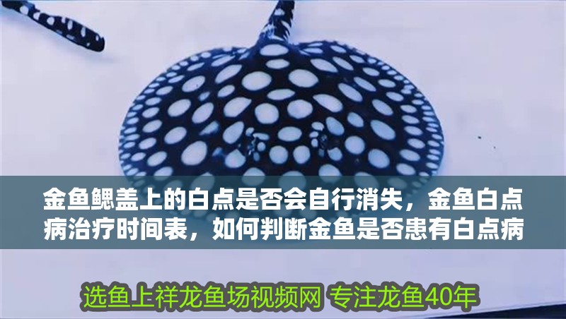 金魚鰓蓋上的白點(diǎn)是否會(huì)自行消失，金魚白點(diǎn)病治療時(shí)間表，如何判斷金魚是否患有白點(diǎn)病？