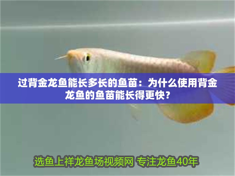 過背金龍魚能長多長的魚苗:為什么使用背金龍魚的魚苗能長得更快? 觀賞魚百科 第2張 過背金龍魚能長多長的魚苗:為什么使用背金龍魚的魚苗能長得更快? 過背金龍魚能長多長的魚苗:為什么使用背金龍魚的魚苗能長得更快? 觀賞魚百科 第2張