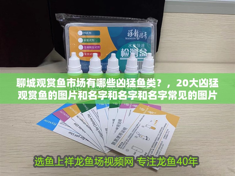 聊城觀賞魚市場有哪些兇猛魚類？，20大兇猛觀賞魚的圖片和名字和名字和名字常見的圖片和名字