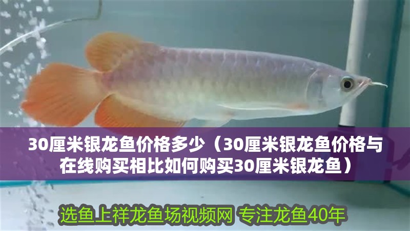 30厘米銀龍魚價格多少(30厘米銀龍魚價格與在線購買相比如何購買30厘米銀龍魚) 觀賞魚百科 第2張 30厘米銀龍魚價格多少(30厘米銀龍魚價格與在線購買相比如何購買30厘米銀龍魚) 30厘米銀龍魚價格多少(30厘米銀龍魚價格與在線購買相比如何購買30厘米銀龍魚) 觀賞魚百科 第2張