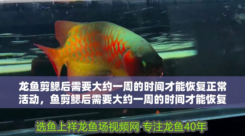 龍魚剪鰓后需要大約一周的時間才能恢復正常活動，魚剪鰓后需要大約一周的時間才能恢復正?；顒? title=
