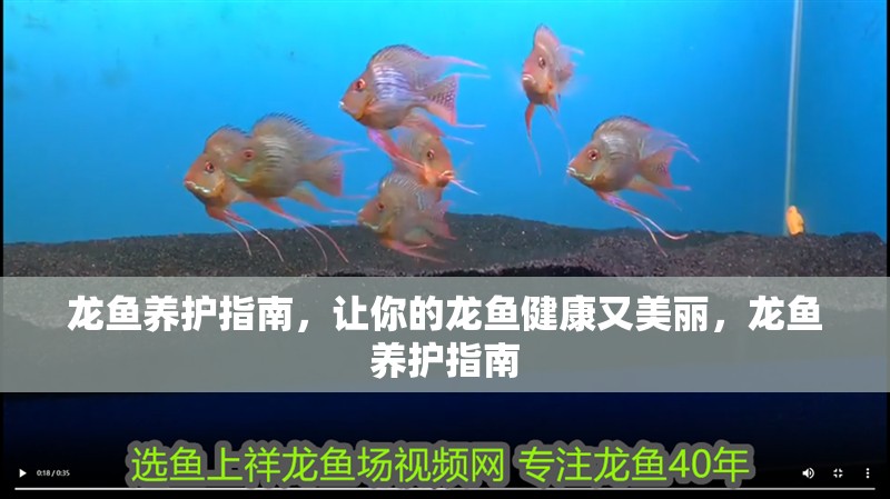 龍魚養護指南，讓你的龍魚健康又美麗，龍魚養護指南