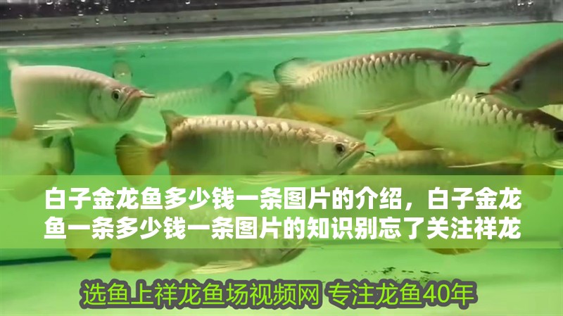 白子金龍魚多少錢一條圖片的介紹，白子金龍魚一條多少錢一條圖片的知識(shí)別忘了關(guān)注祥龍魚