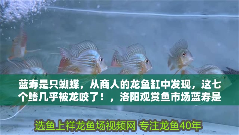 藍壽是只蝴蝶，從商人的龍魚缸中發現，這七個鰭幾乎被龍咬了！，洛陽觀賞魚市場藍壽是只蝴蝶，從商人的龍魚缸中發現，這七個鰭幾乎被龍咬了！