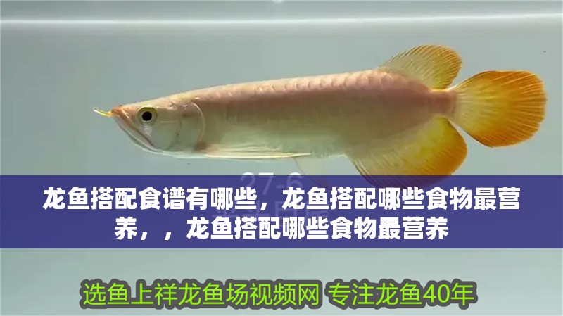 龍魚搭配食譜有哪些，龍魚搭配哪些食物最營養，，龍魚搭配哪些食物最營養