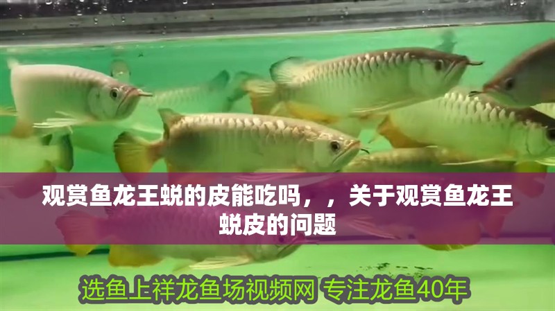 觀賞魚龍王蛻的皮能吃嗎，，關于觀賞魚龍王蛻皮的問題