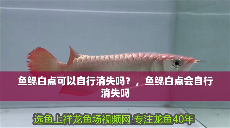 魚鰓白點可以自行消失嗎？，魚鰓白點會自行消失嗎