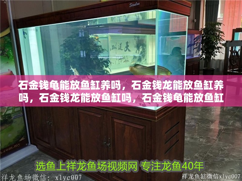 石金錢龜能放魚缸養嗎，石金錢龍能放魚缸養嗎，石金錢龍能放魚缸嗎，石金錢龜能放魚缸養嗎，