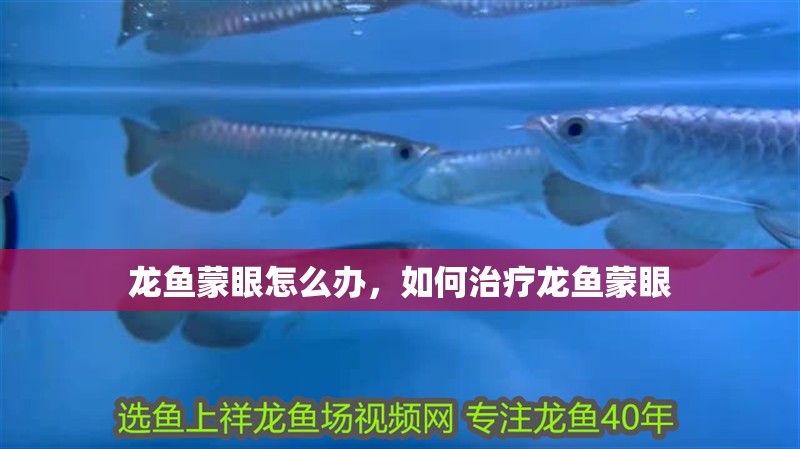 龍魚蒙眼怎么辦，如何治療龍魚蒙眼