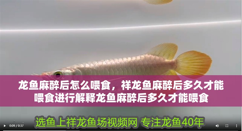 龍魚麻醉后怎么喂食，祥龍魚麻醉后多久才能喂食進(jìn)行解釋龍魚麻醉后多久才能喂食