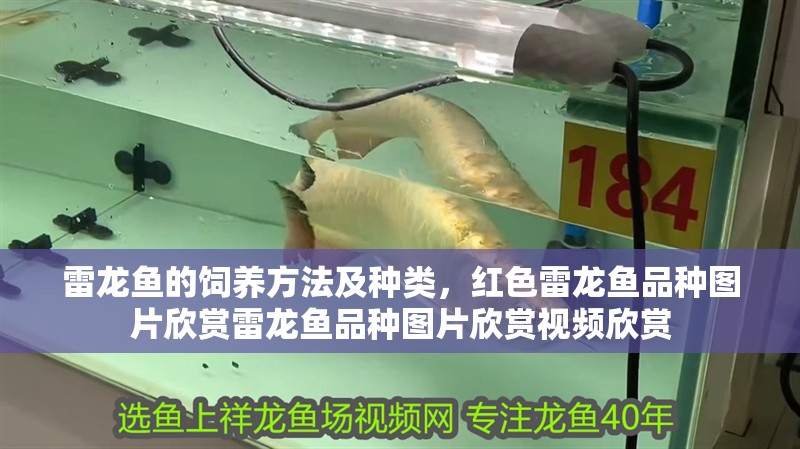雷龍魚的飼養方法及種類，紅色雷龍魚品種圖片欣賞雷龍魚品種圖片欣賞視頻欣賞