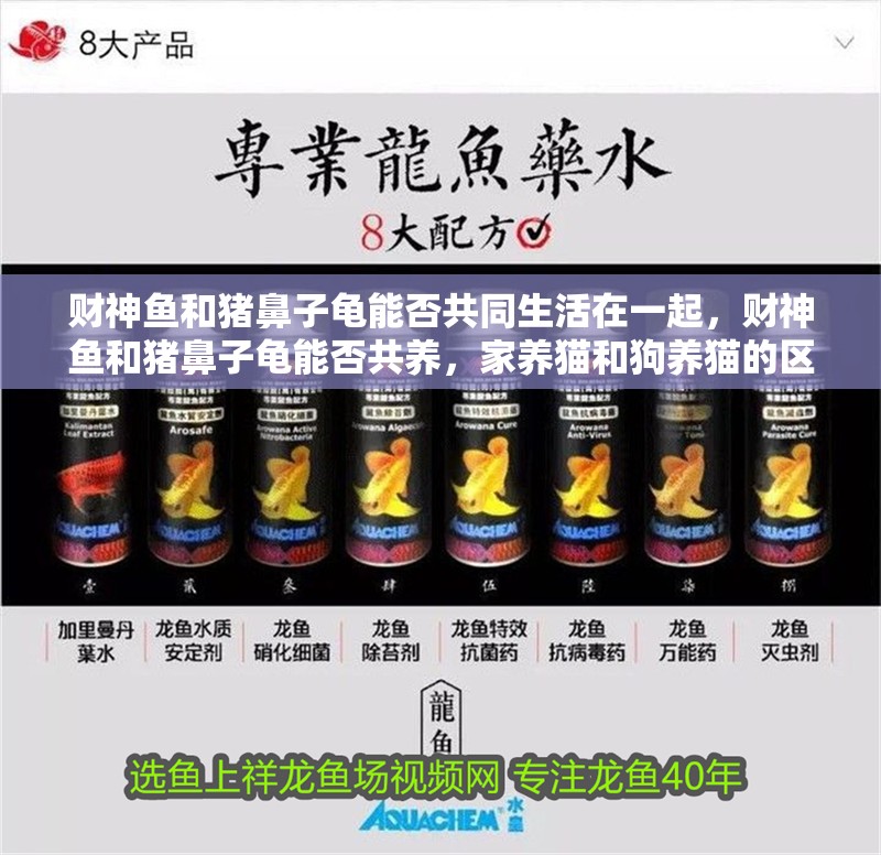 財(cái)神魚和豬鼻子龜能否共同生活在一起，財(cái)神魚和豬鼻子龜能否共養(yǎng)，家養(yǎng)貓和狗養(yǎng)貓的區(qū)別