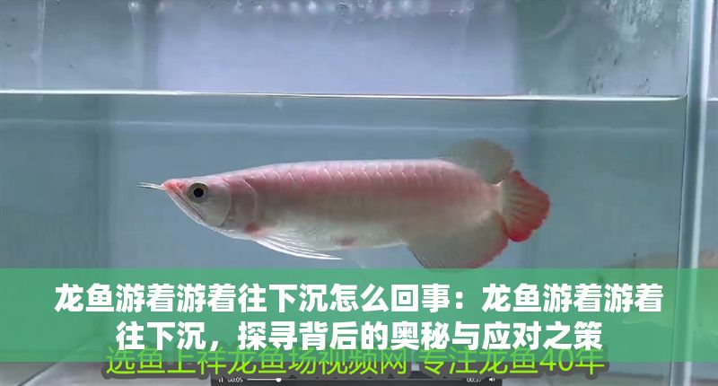 龍魚游著游著往下沉怎么回事：龍魚游著游著往下沉，探尋背后的奧秘與應(yīng)對之策
