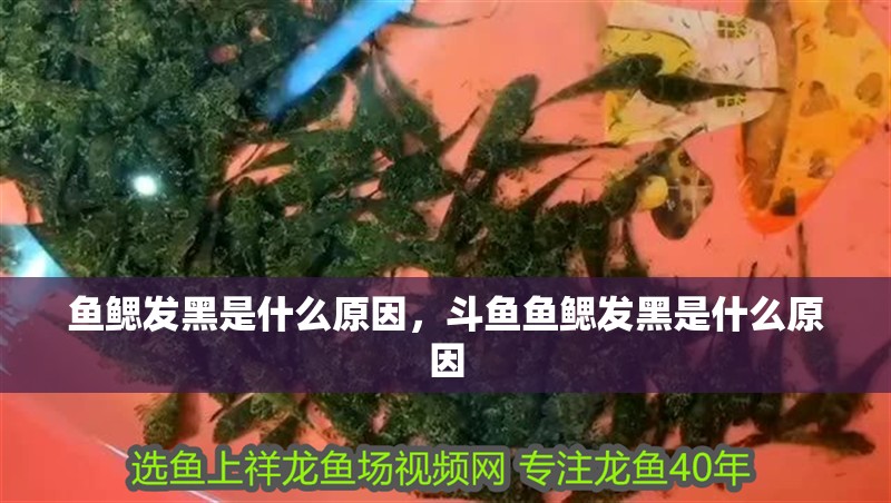 魚鰓發黑是什么原因，斗魚魚鰓發黑是什么原因