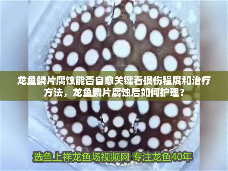 龍魚鱗片腐蝕能否自愈關鍵看損傷程度和治療方法，龍魚鱗片腐蝕后如何護理？
