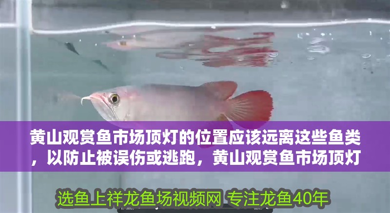 黃山觀賞魚市場頂燈的位置應該遠離這些魚類，以防止被誤傷或逃跑，黃山觀賞魚市場頂燈位置應該考慮到市場的通風和散熱需求