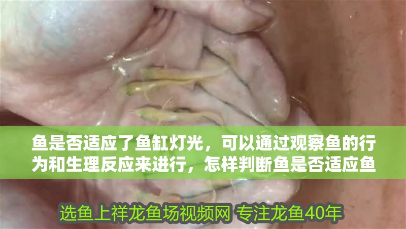 魚是否適應了魚缸燈光，可以通過觀察魚的行為和生理反應來進行，怎樣判斷魚是否適應魚缸燈光？